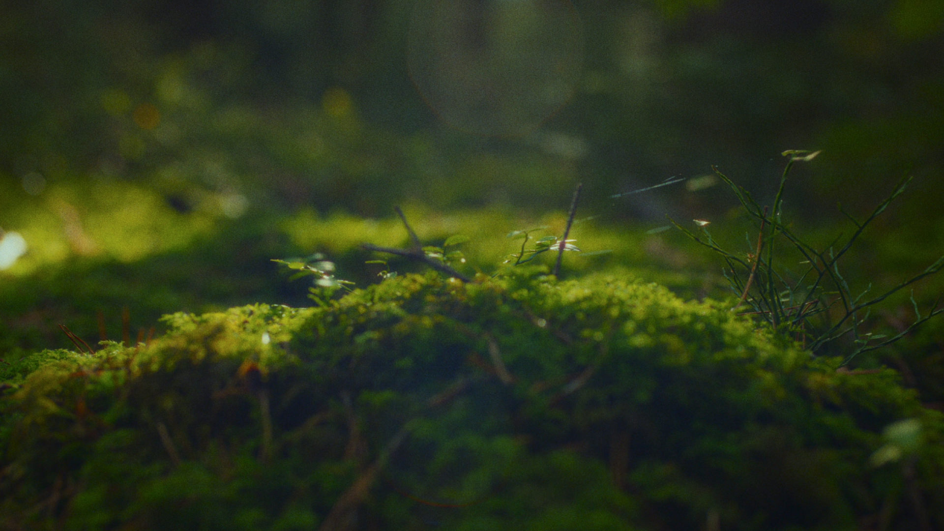 Concept Trailer "Backpacker"