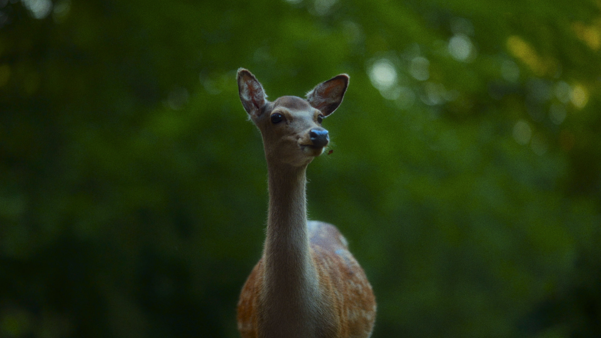 Concept Trailer "Backpacker"