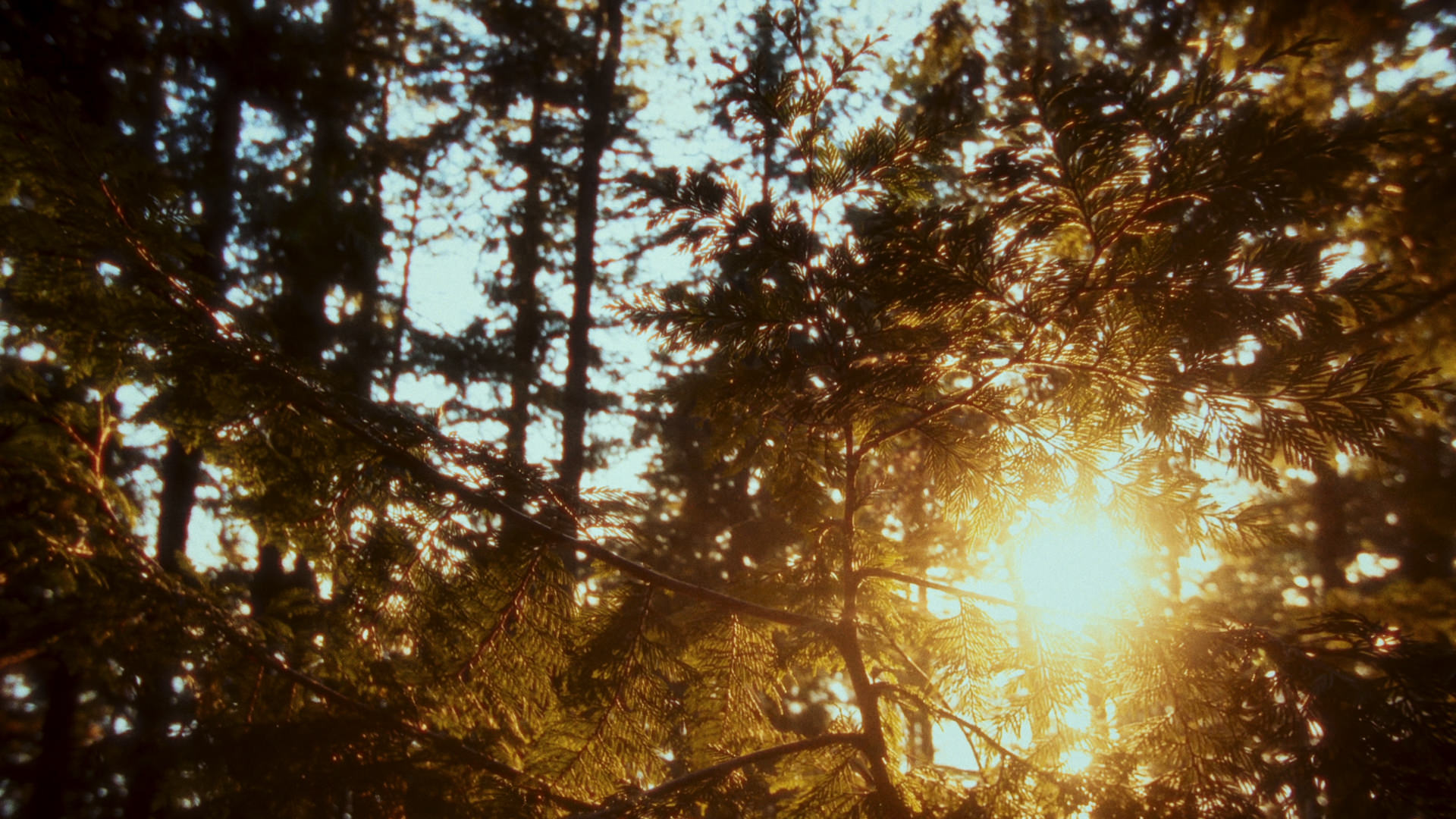 Concept Trailer "Backpacker"